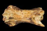 Fossil Dinosaur Caudal Vertebra - Morocco #144828-1